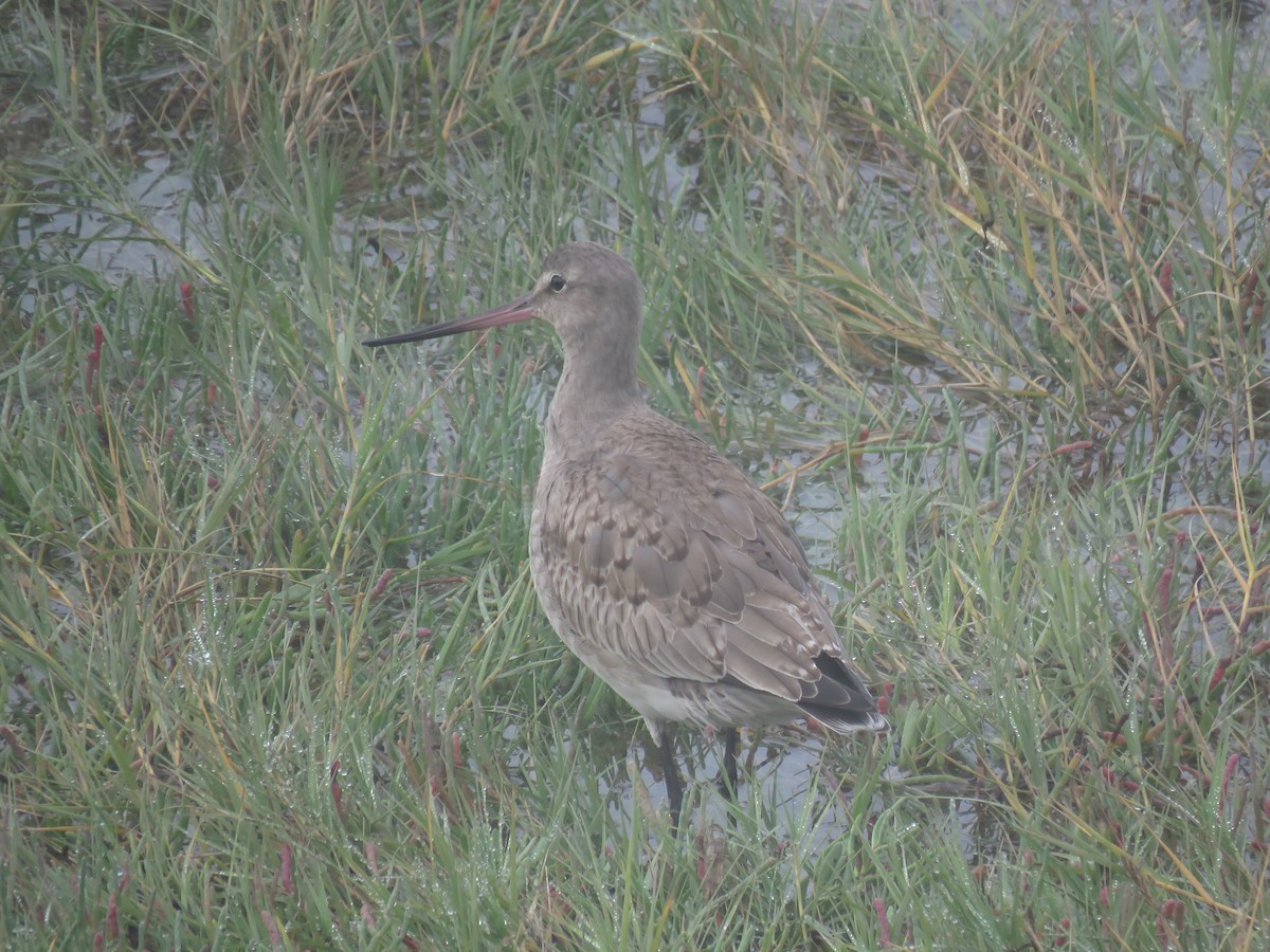 Hudsonian Godwit - ML625022809