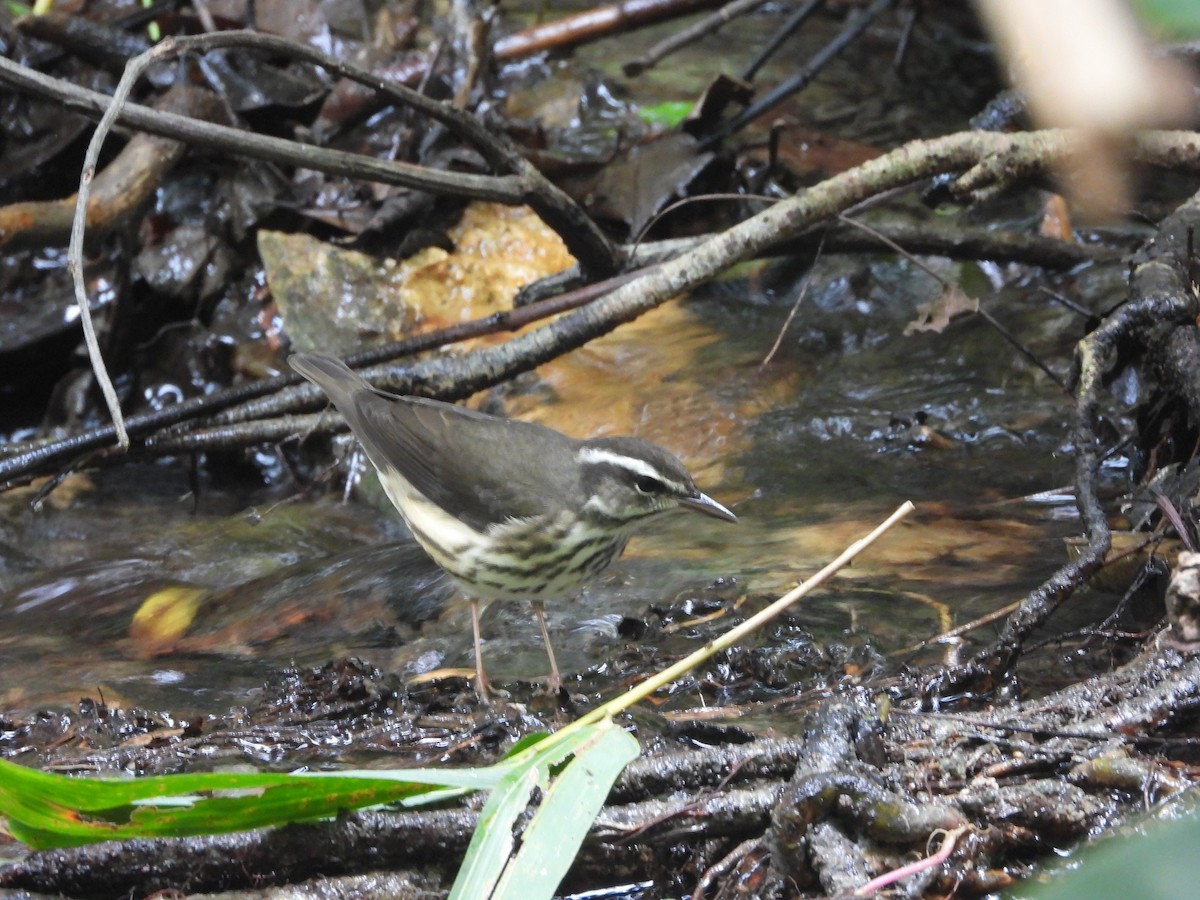 Louisiana Waterthrush - ML625022814