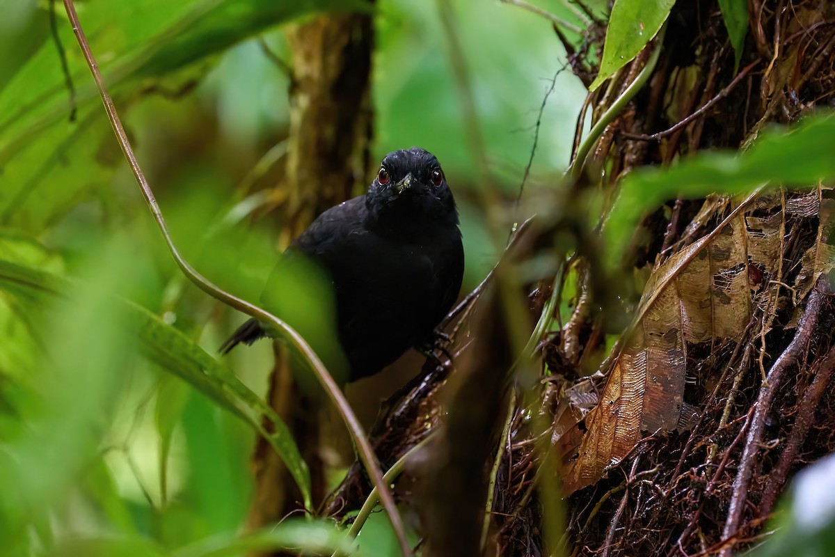 Stub-tailed Antbird - ML625022901