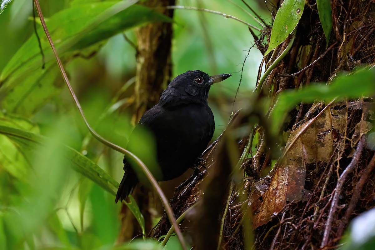 Stub-tailed Antbird - ML625022902