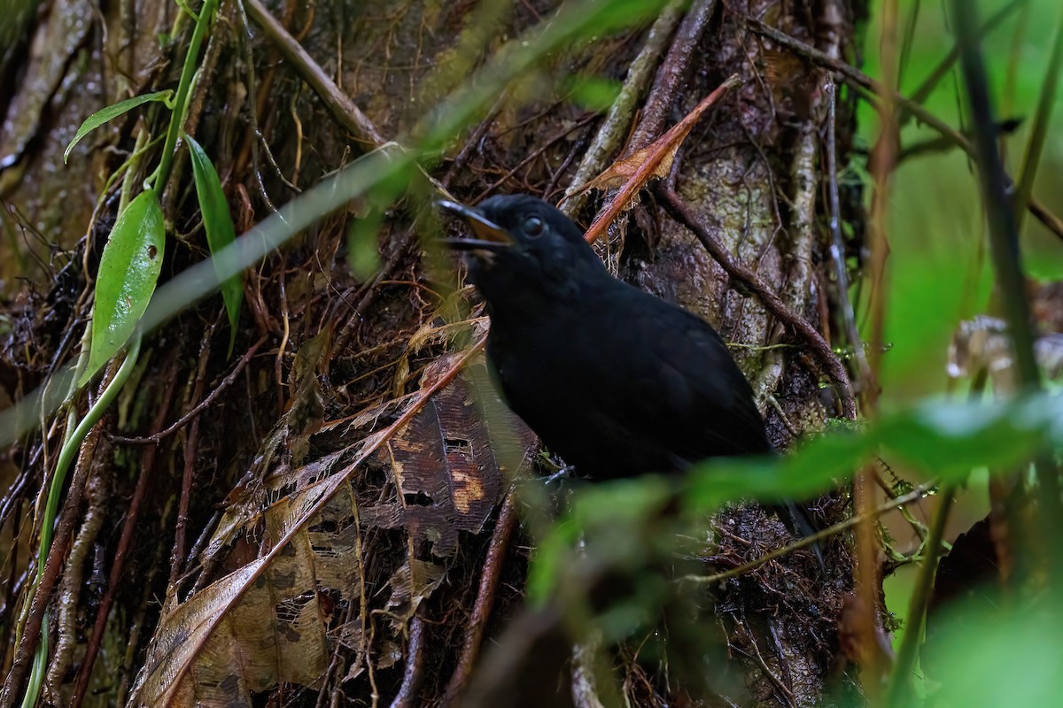 Stub-tailed Antbird - ML625022904