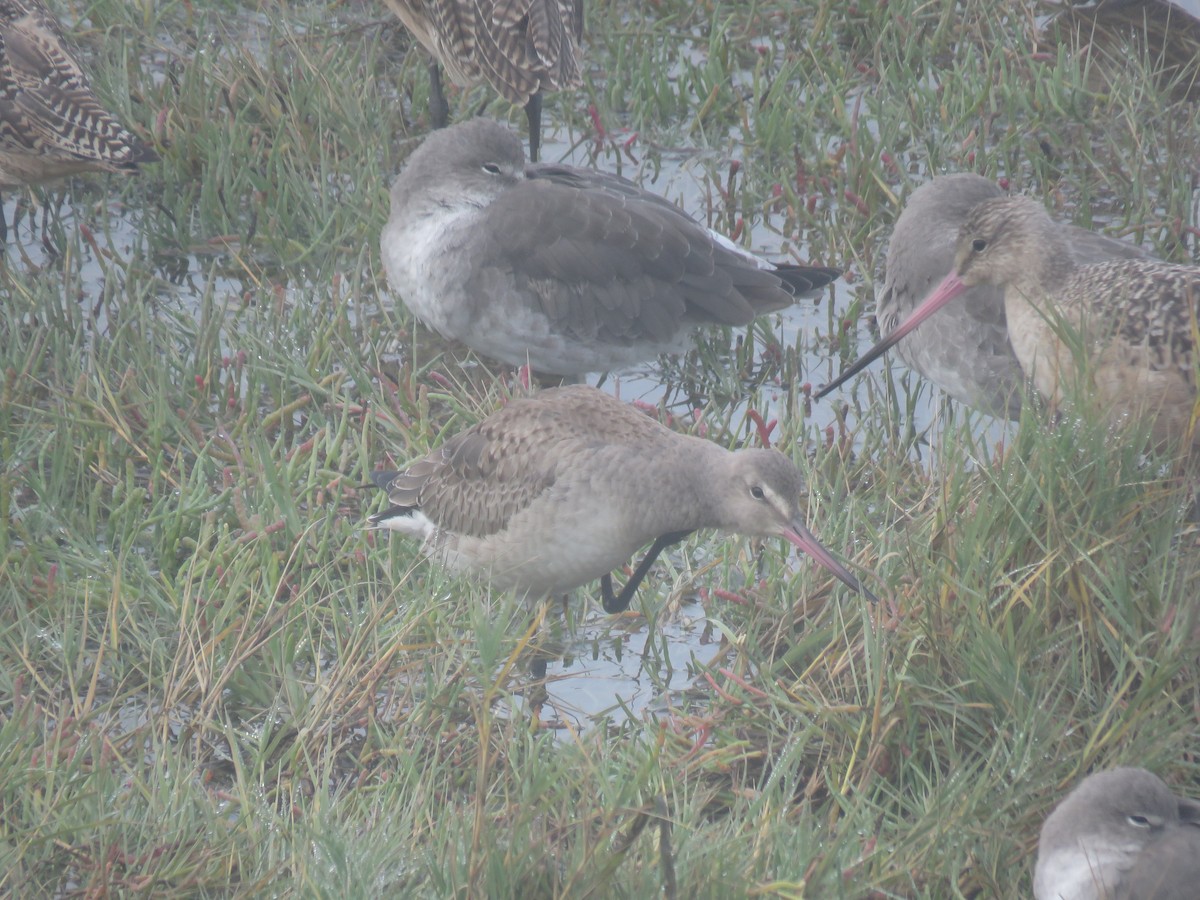 Hudsonian Godwit - ML625022974