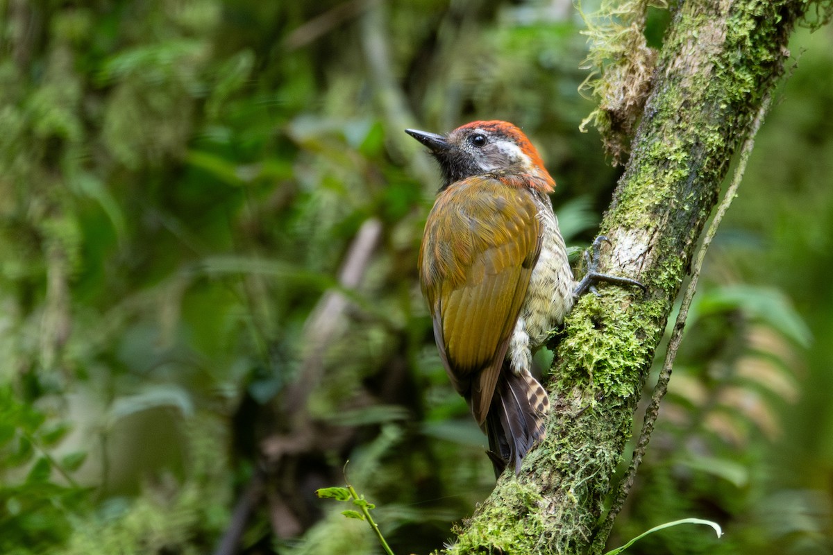 Yellow-vented Woodpecker - ML625023028