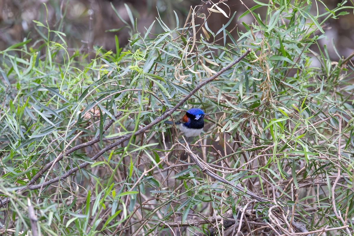 Purple-backed Fairywren - ML625023030