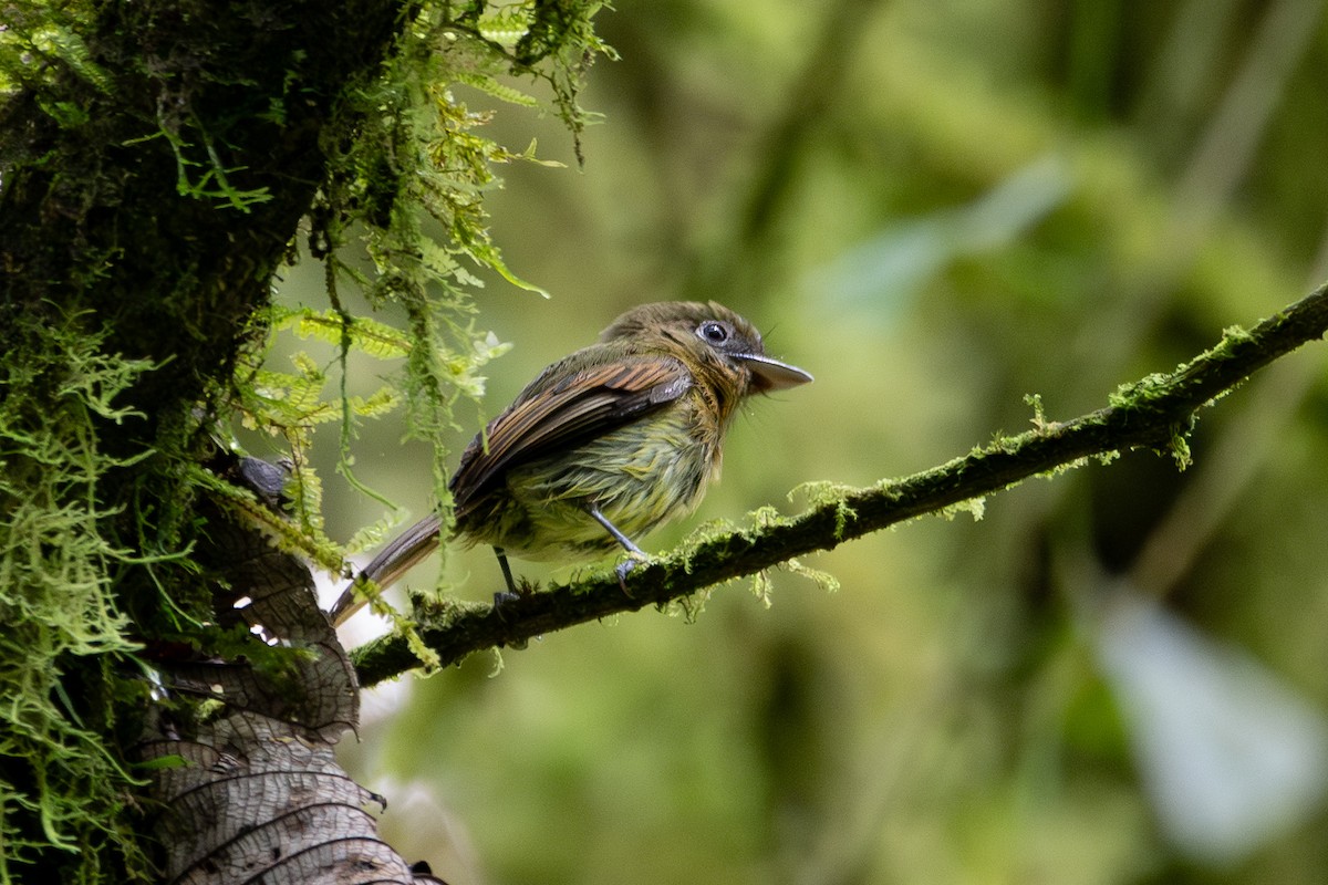 Fulvous-breasted Flatbill - ML625023032