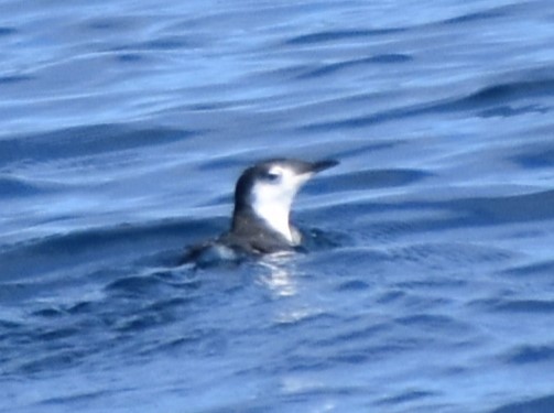 Guadalupe Murrelet - ML625023037