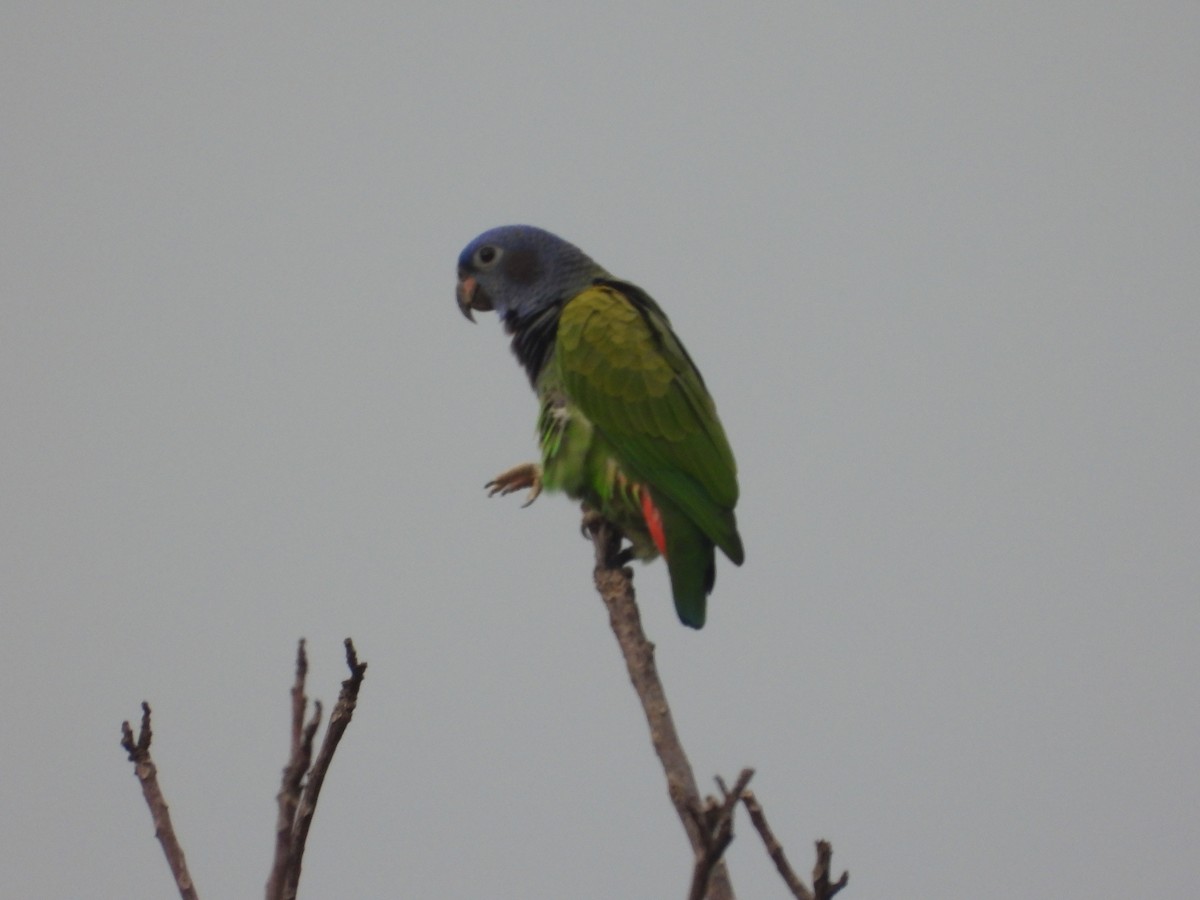 Blue-headed Parrot - ML625023066