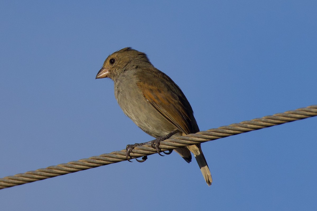 Barbados Bullfinch - ML625023074