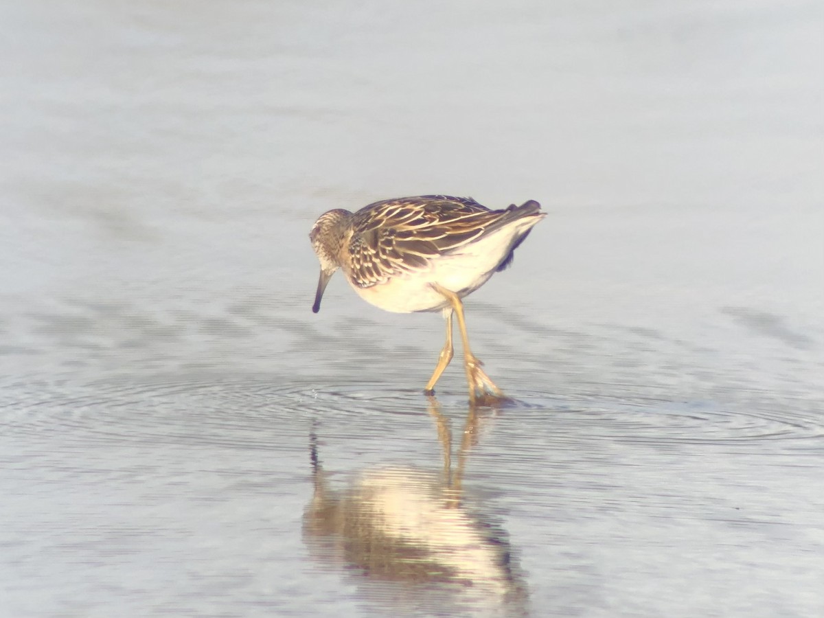 Sharp-tailed Sandpiper - Adrian Burke