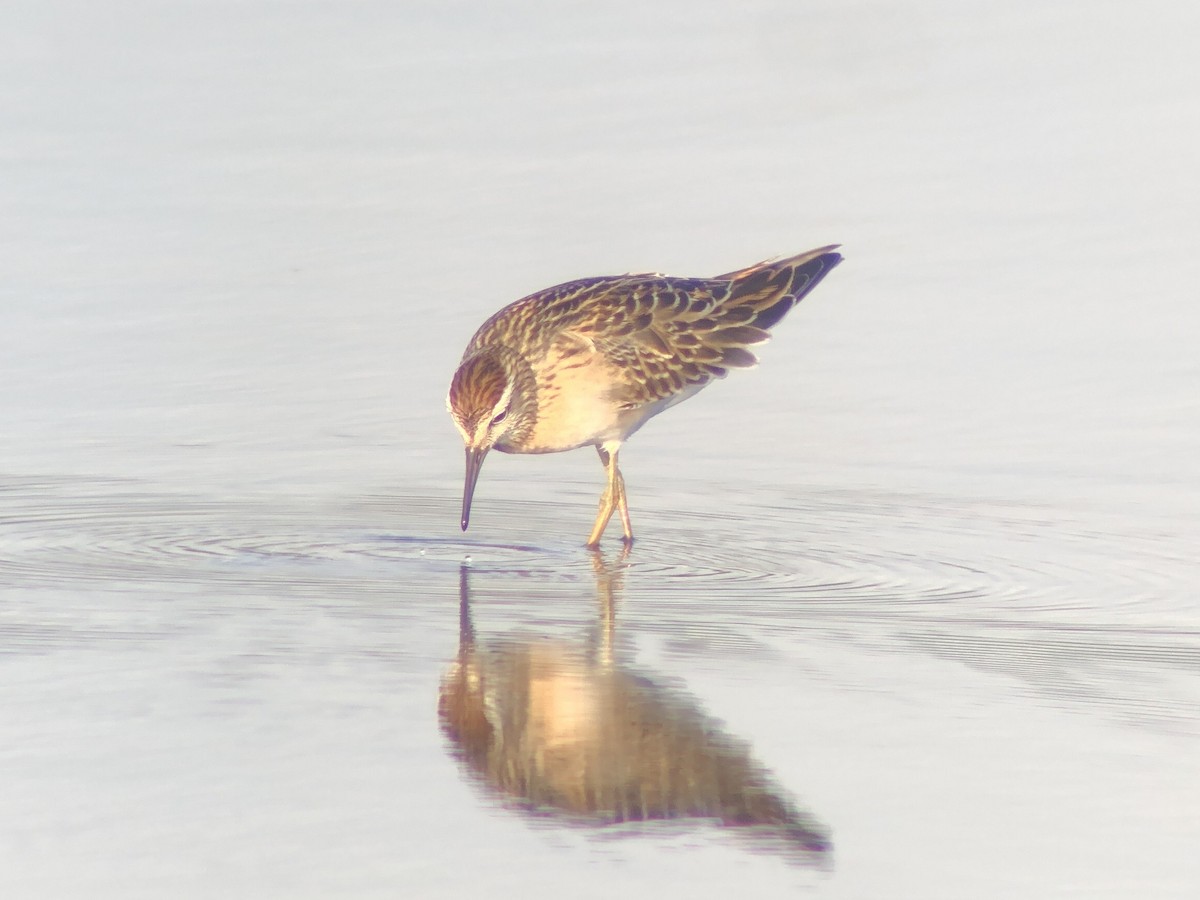 Sharp-tailed Sandpiper - Adrian Burke