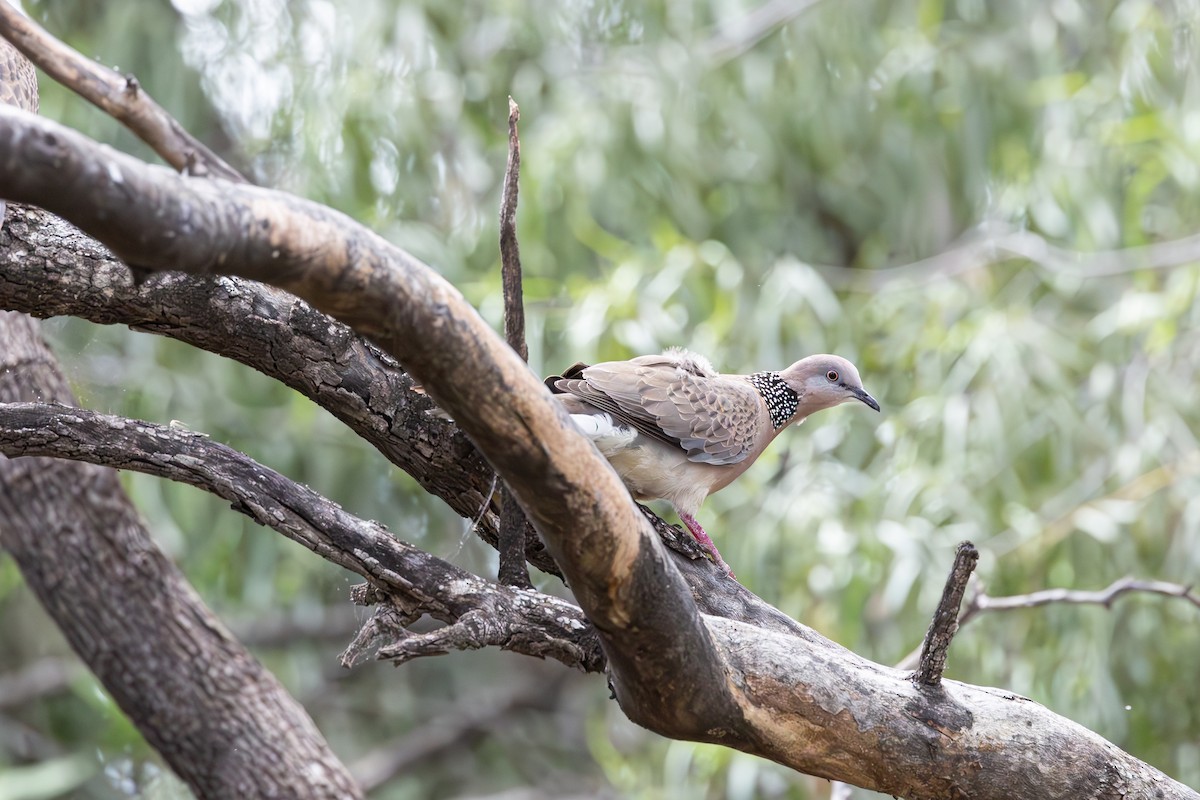 Spotted Dove - ML625023152