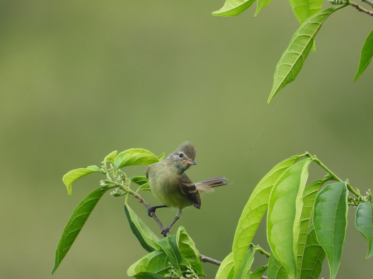 Yellow-bellied Elaenia - ML625023155