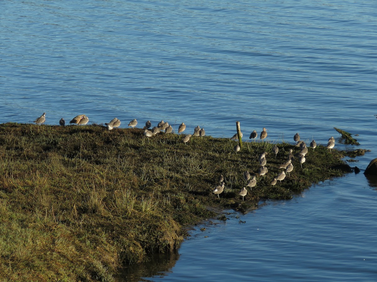 Willet - ML625023177