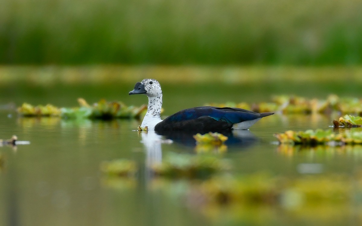 Comb Duck - ML625023405