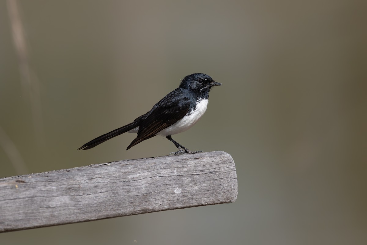 Willie-wagtail - ML625023406