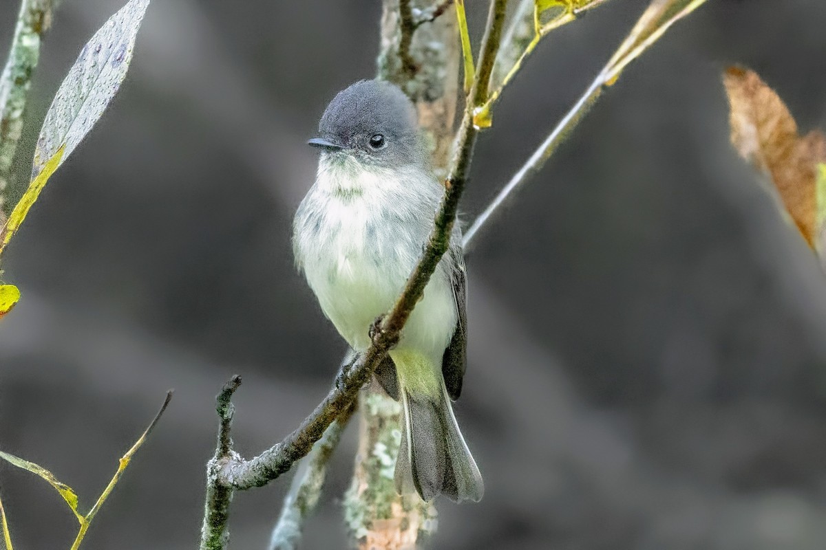 Eastern Phoebe - ML625023414