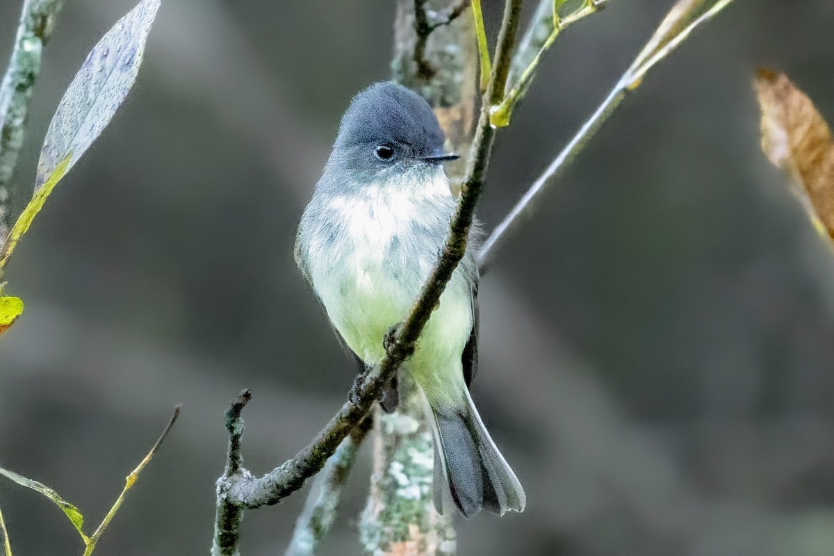 Eastern Phoebe - ML625023415