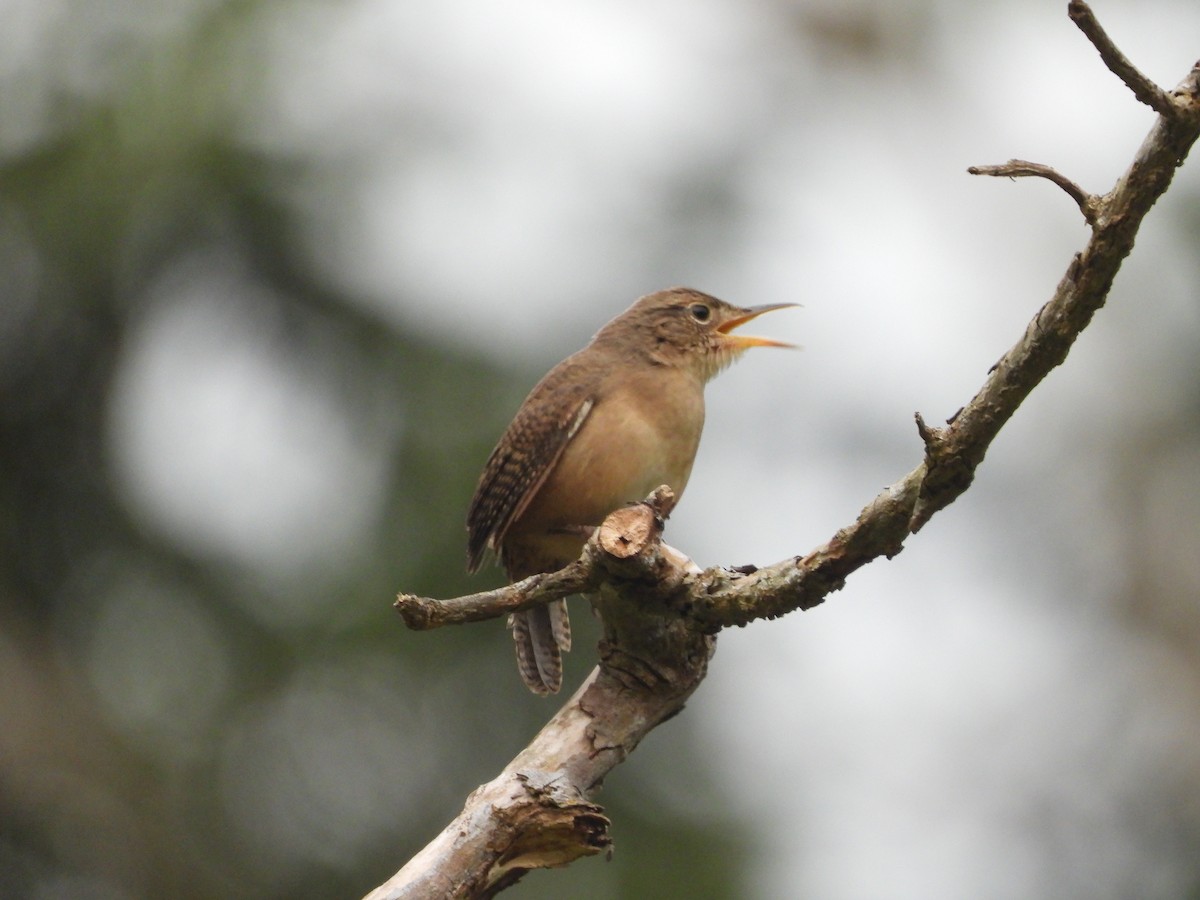 Southern House Wren - ML625023420