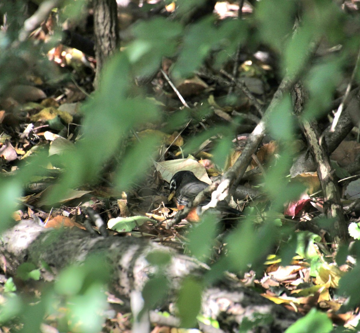 American Robin - ML625023456