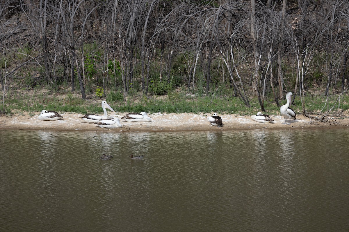 Australian Pelican - ML625023470