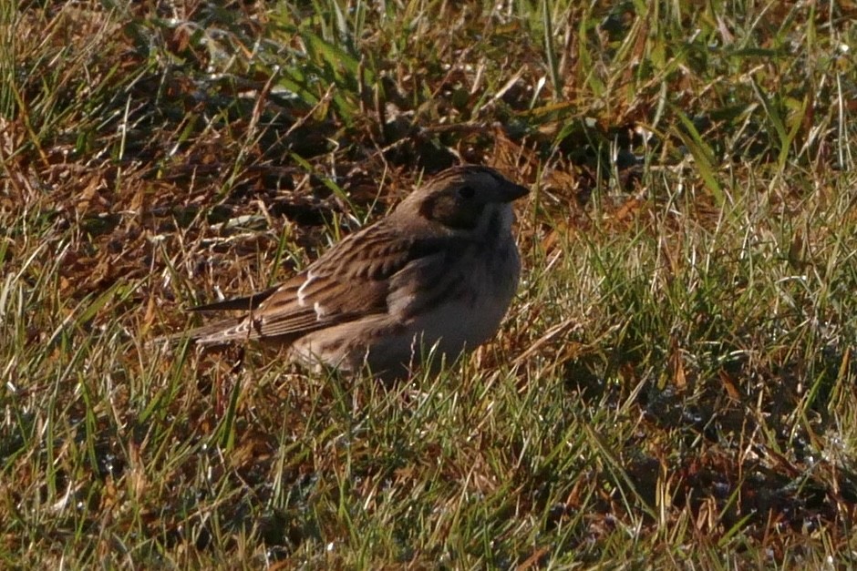 Lapland Longspur - ML625023496