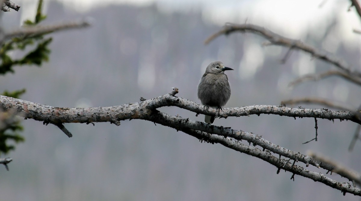 Clark's Nutcracker - ML625023530