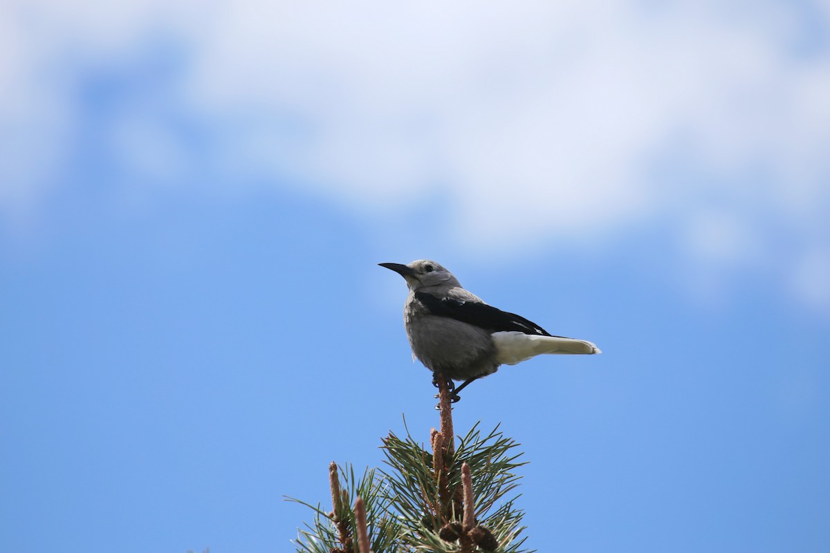 Clark's Nutcracker - ML625023548