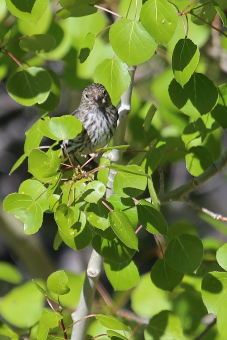 Pine Siskin - ML625023554