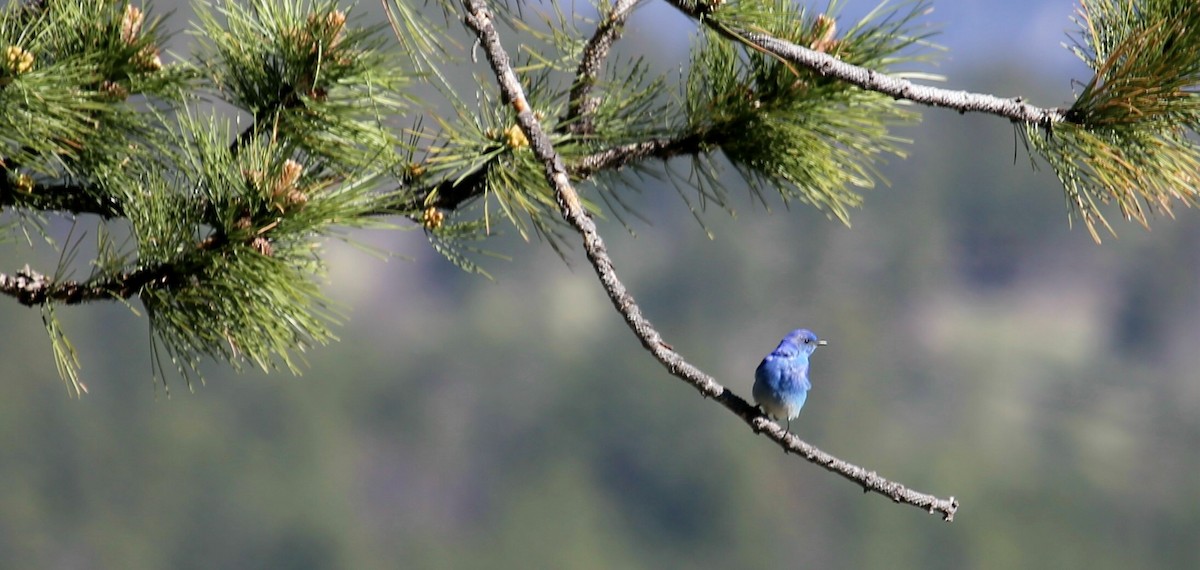 Mountain Bluebird - ML625023557