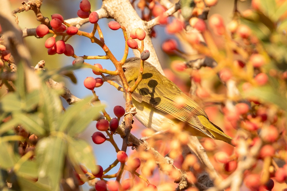 Yellow-green Vireo - ML625023578