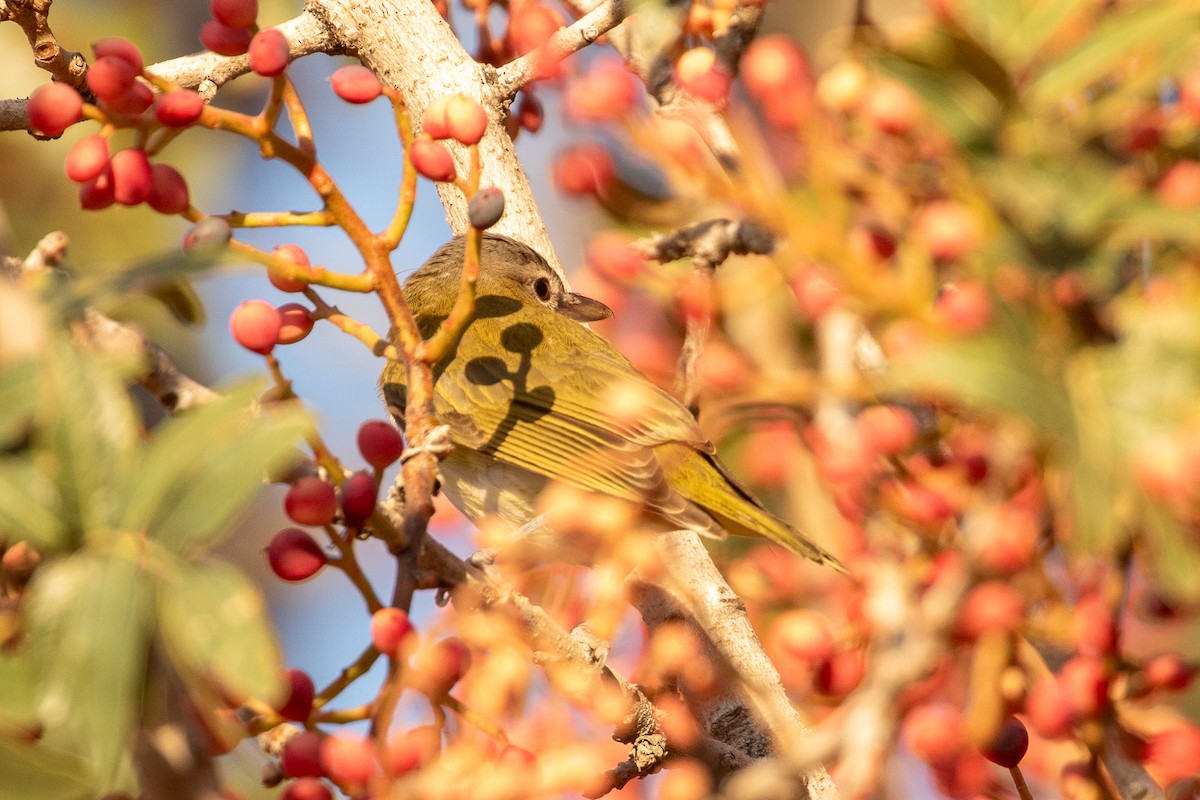 Yellow-green Vireo - ML625023579