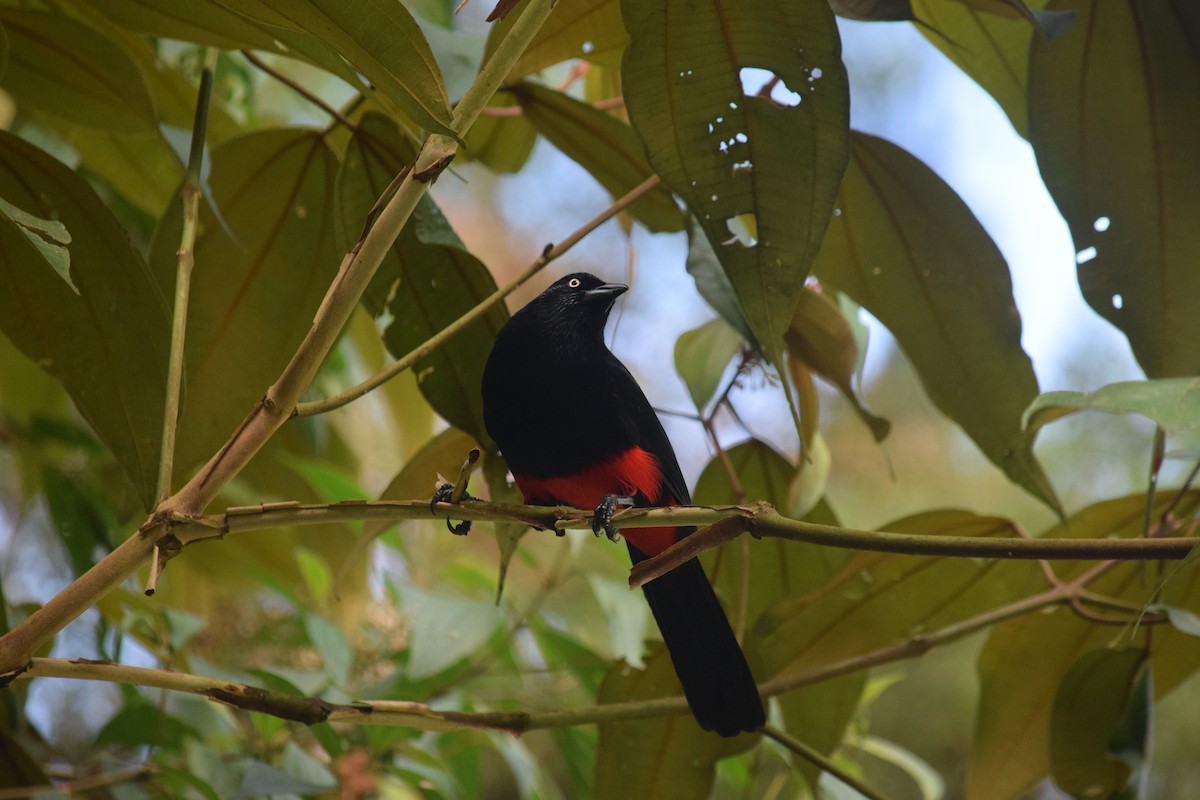 Red-bellied Grackle - ML625023582