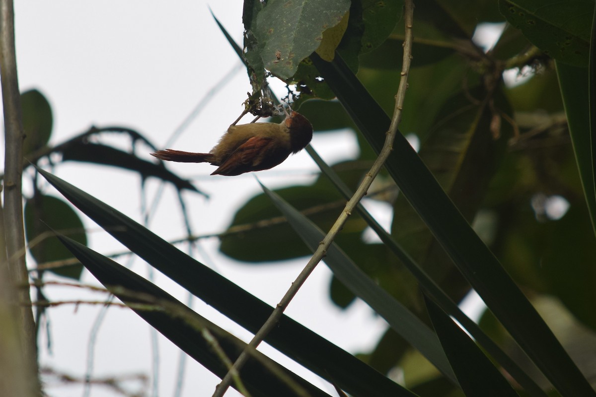 Red-faced Spinetail - ML625023585