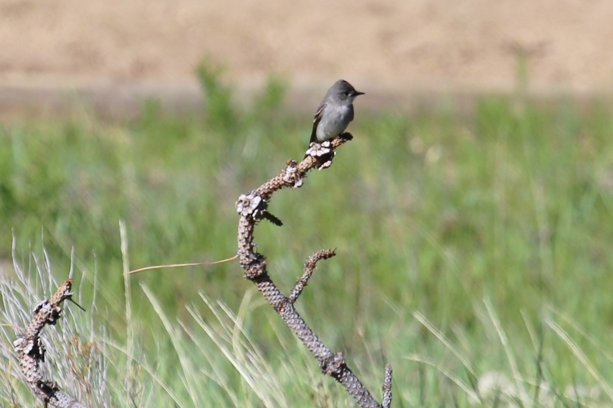 Western Wood-Pewee - ML625023606