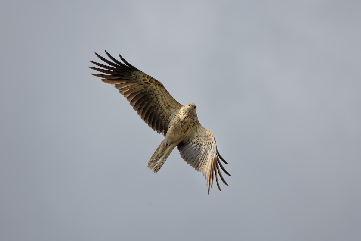 Whistling Kite - ML625023642