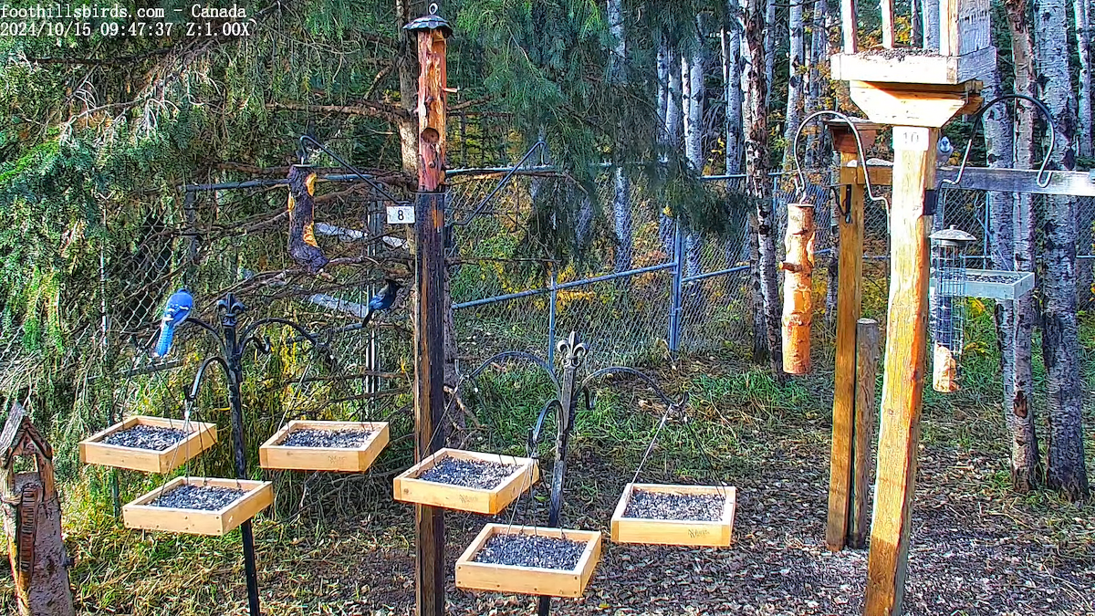Steller's Jay - ML625023672