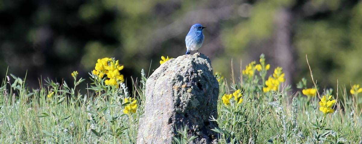 Mountain Bluebird - ML625023674