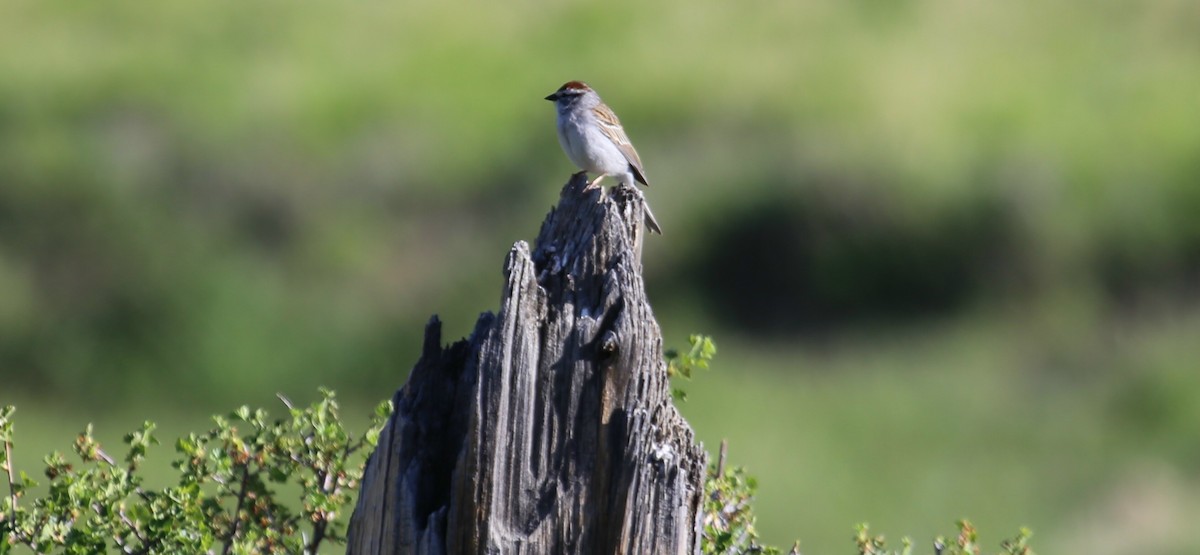 Chipping Sparrow - ML625023680