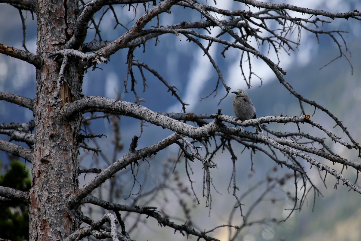 Clark's Nutcracker - ML625023727