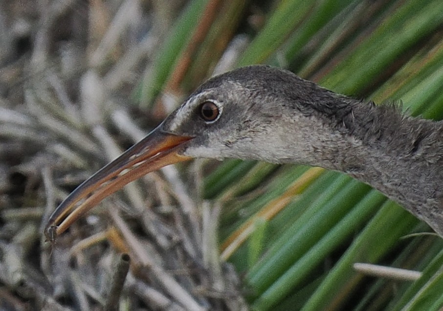 Clapper Rail - ML625023874