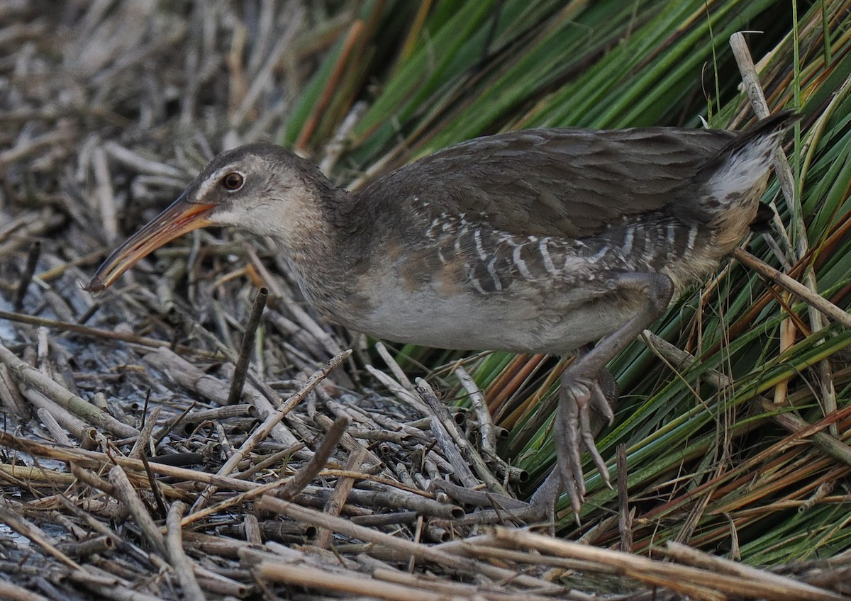 Clapper Rail - ML625023875