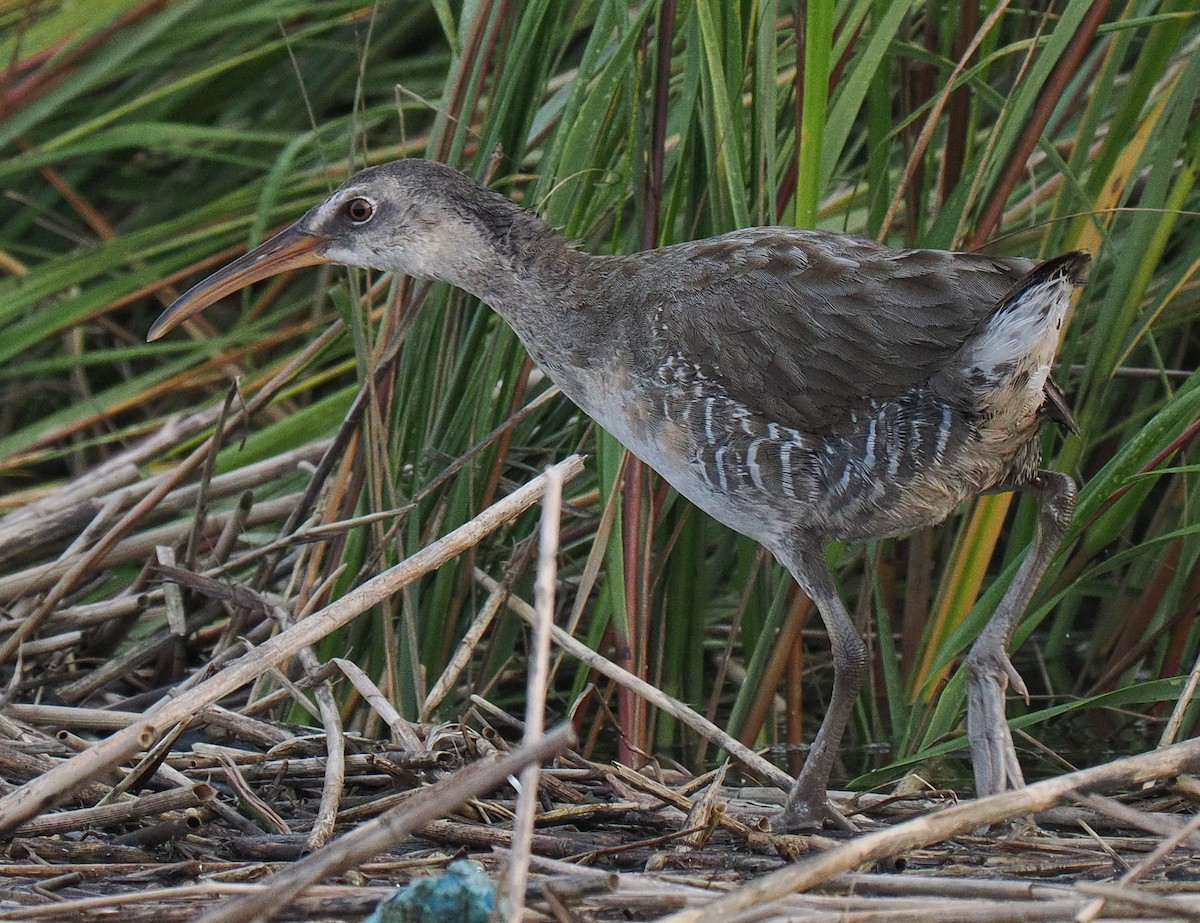 Clapper Rail - ML625023876