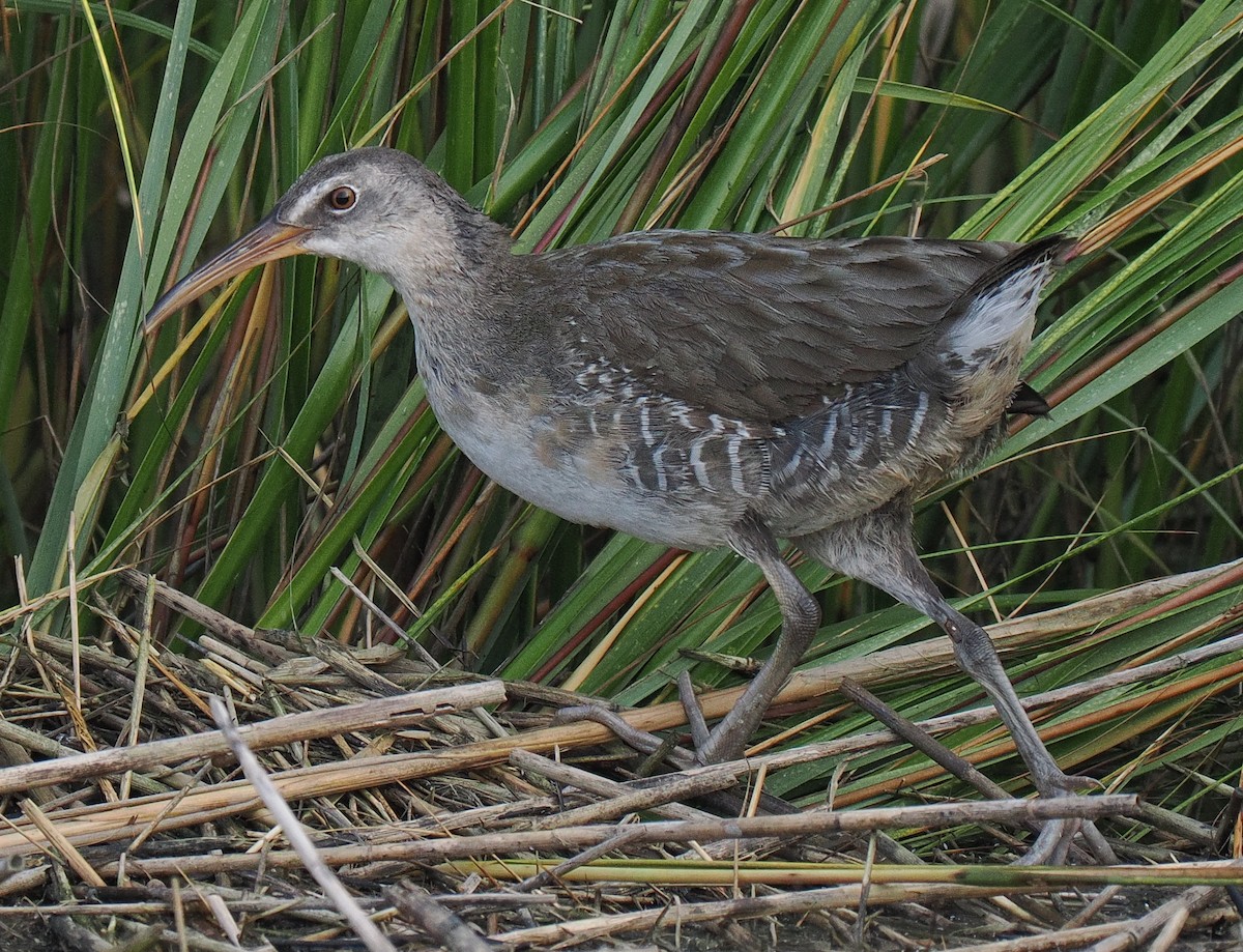 Clapper Rail - ML625023877