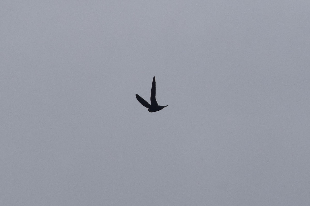 White-collared Swift - ML625023892