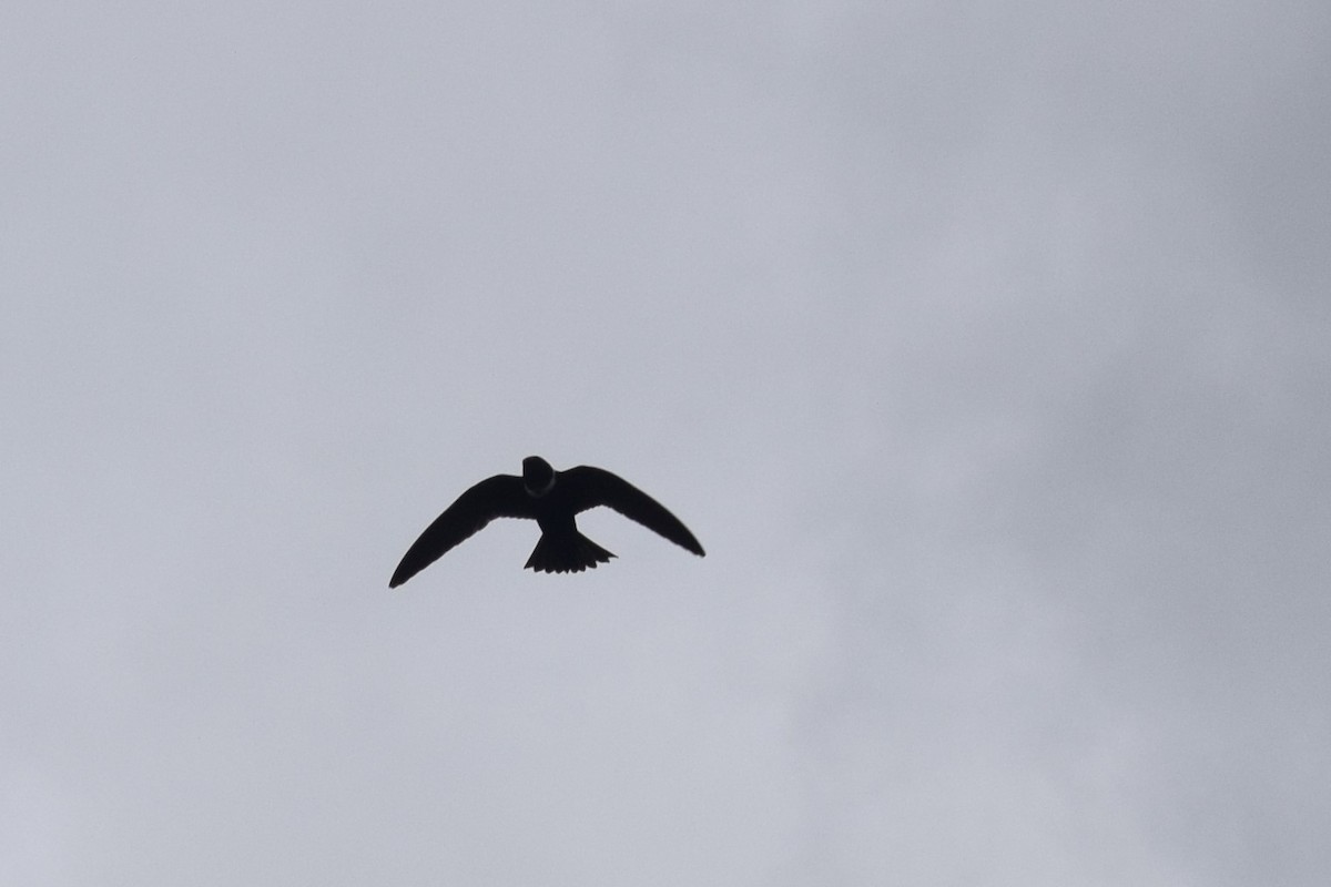 White-collared Swift - ML625023893