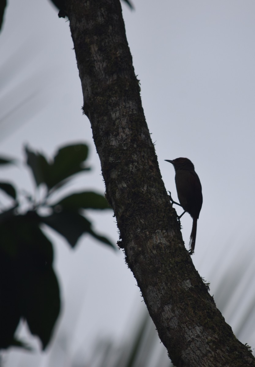 Red-faced Spinetail - ML625024161