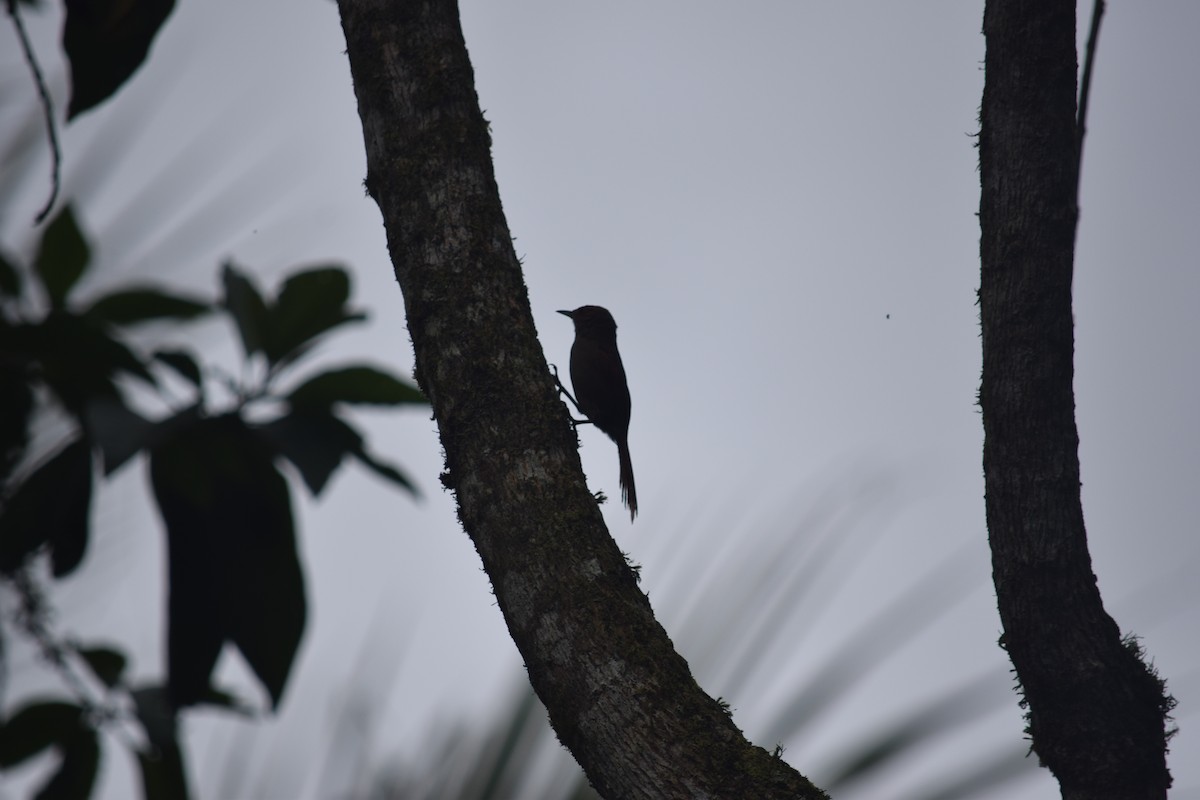 Red-faced Spinetail - ML625024162