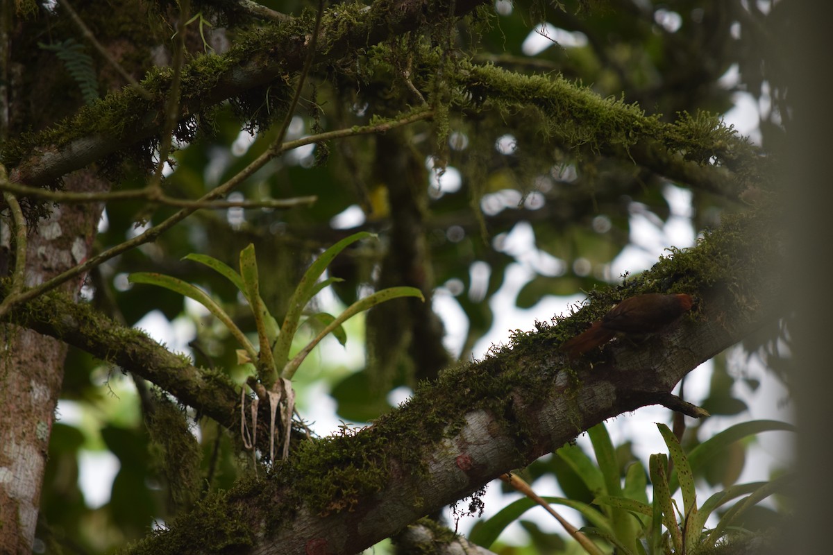 Red-faced Spinetail - ML625024163