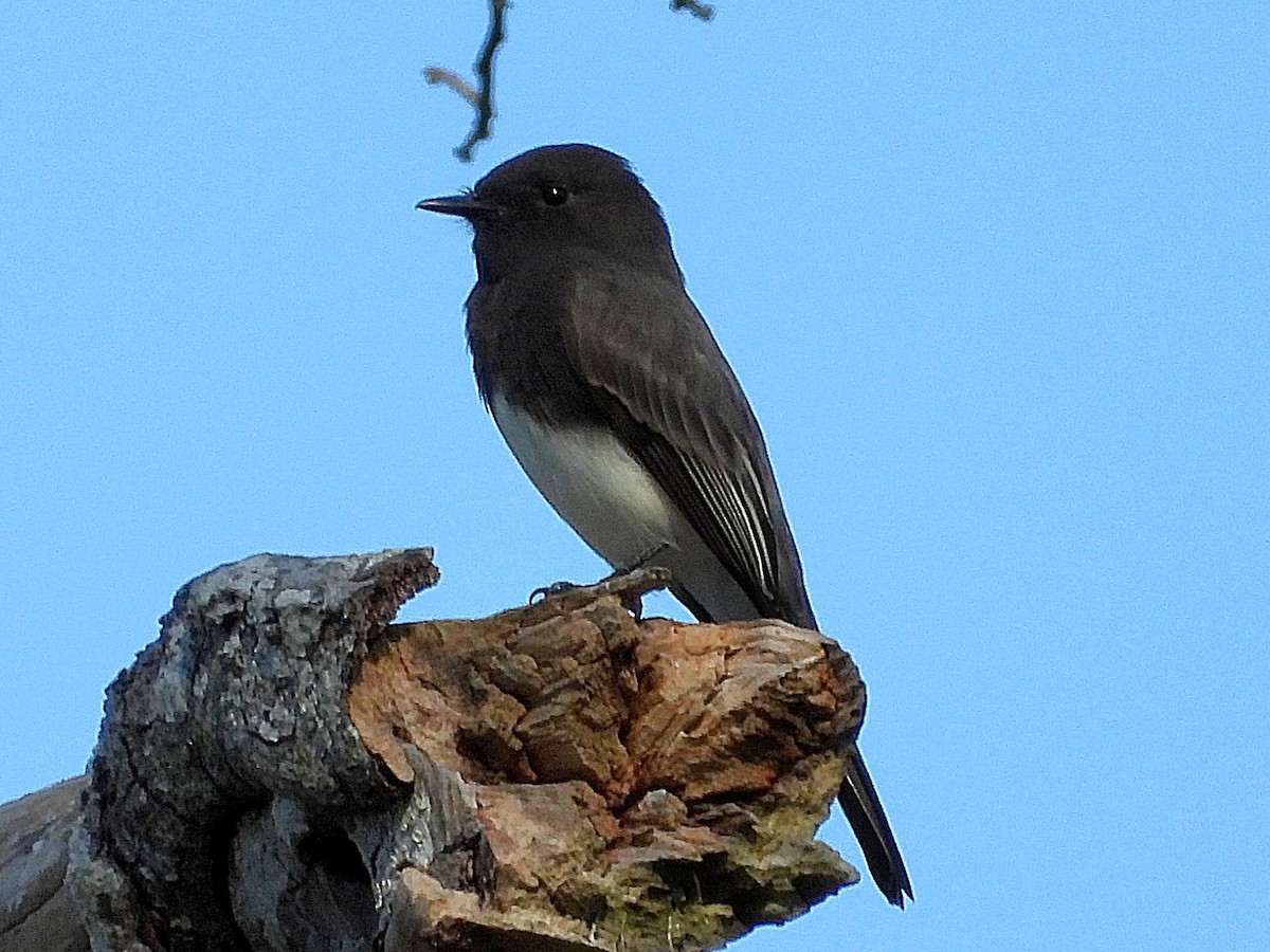 Black Phoebe - ML625024479