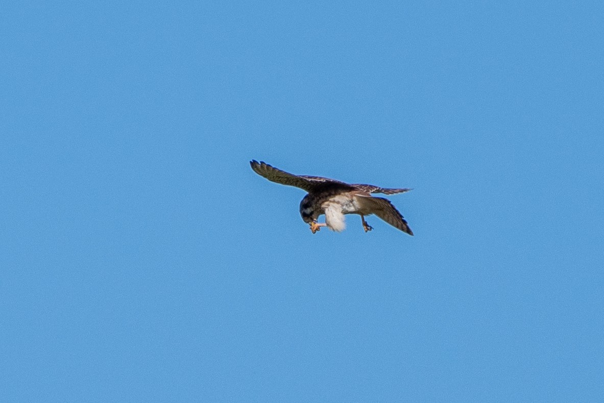 American Kestrel - ML625024506